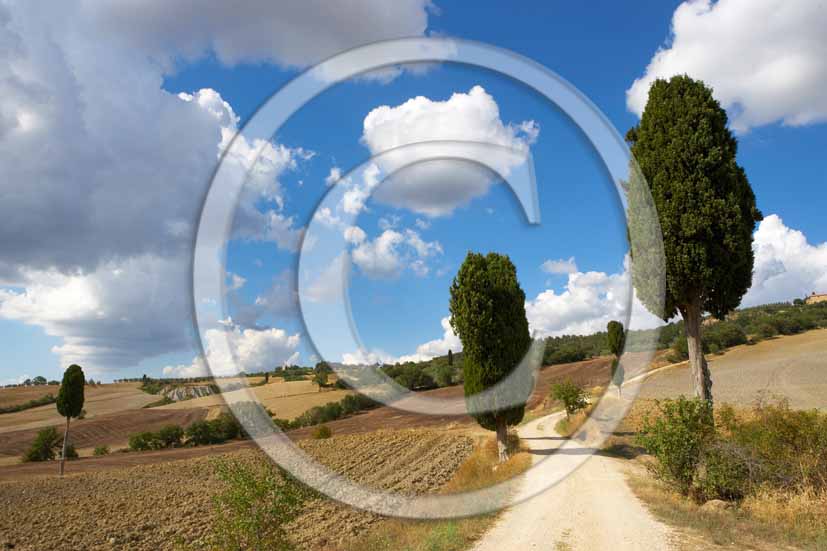 2006 - Landscapes of field of bead with cipress in summer, Terrapile place, Orcia Valley, near Pienza village, 26 miles south the province of Siena.