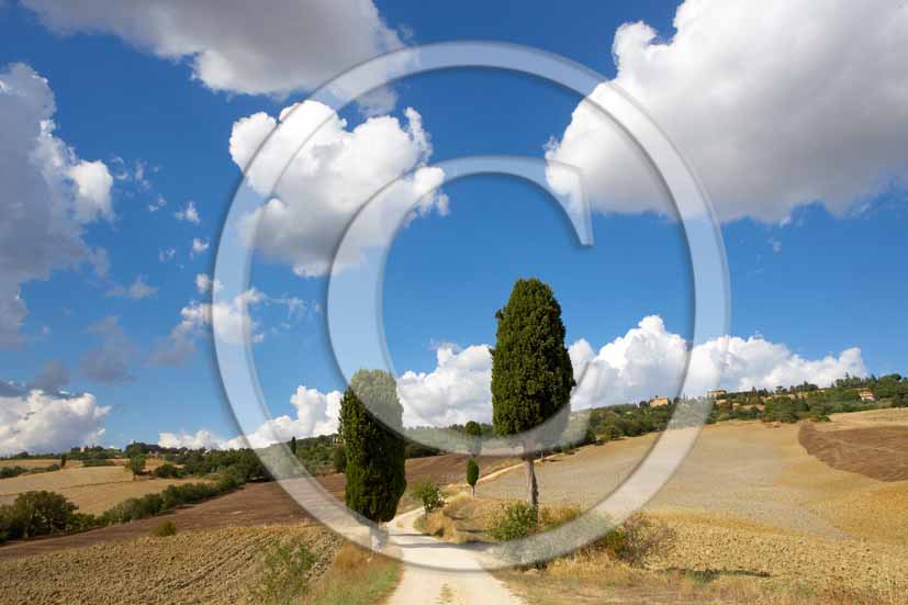 2006 - Landscapes of field of bead with cipress in summer, Terrapile place, Orcia Valley, near Pienza village, 26 miles south the province of Siena.