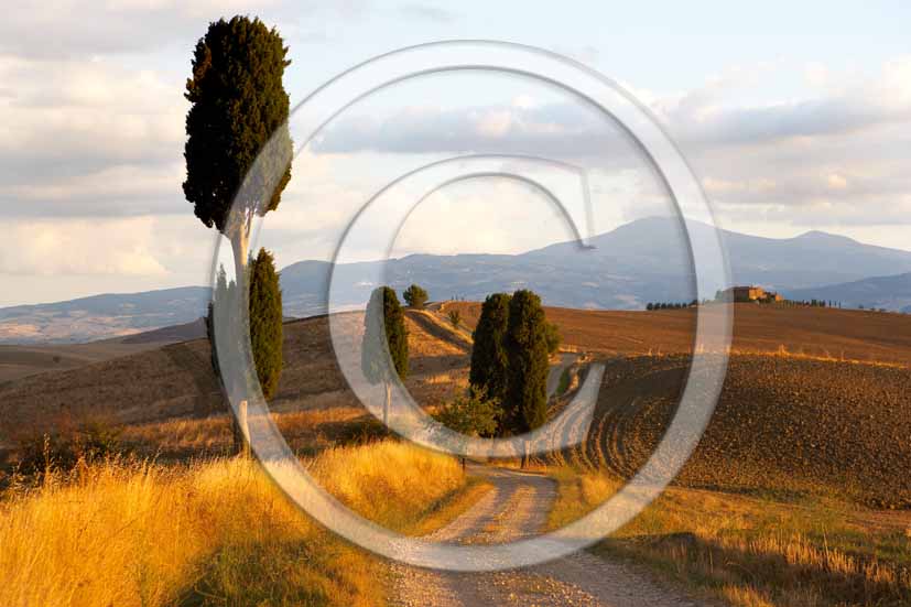 2006 - Landscapes of field of bead with cipress in summer, Terrapile place, Orcia Valley, near Pienza village, 26 miles south the province of Siena.