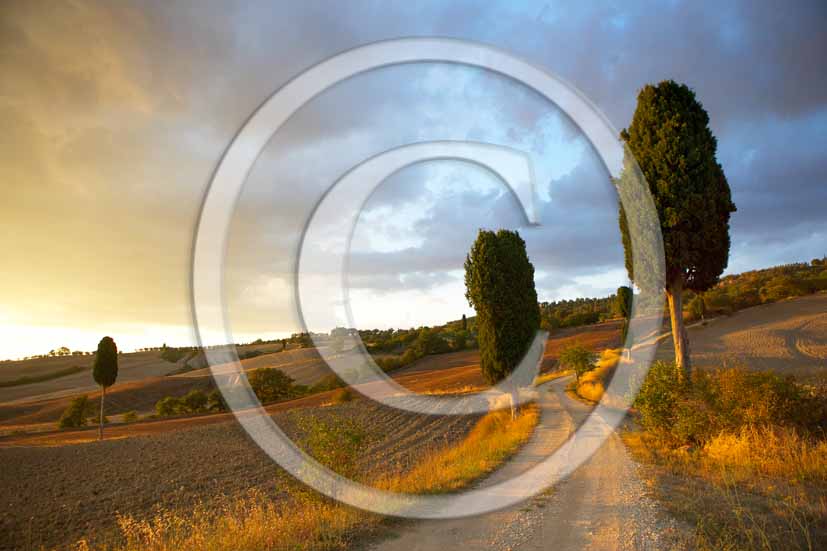 2006 - Landscapes with cipress in autumn on sunset a bit before thunderstorm, Terrapile place, Orcia Valley, near Pienza village, 26 miles south the province of Siena.