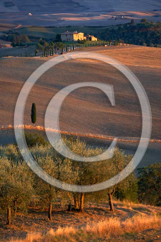 2006 - Landscapes with cipres, olives-trees and farm in autumn on sunset, Terrapile place, Orcia Valley, near Pienza village, 26 miles south the province of Siena.