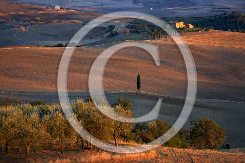 2006 - Landscapes with cipres, olives-trees and farm in autumn on sunset, Terrapile place, Orcia Valley, near Pienza village, 26 miles south the province of Siena.