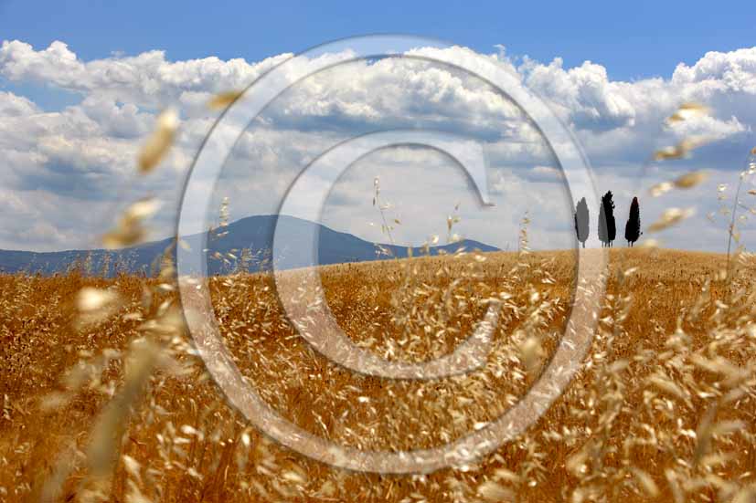 2006 - Landscapes of field of bead with cipress in summern, Orcia Valley, near S. Quirico village, 23 miles south the province of Siena.