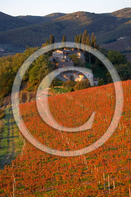 2006 - Landscapes of red vineyards in autumn in later afternoon with farm, near Panzano, Chianti valley, 23 miles south the province of Florence.