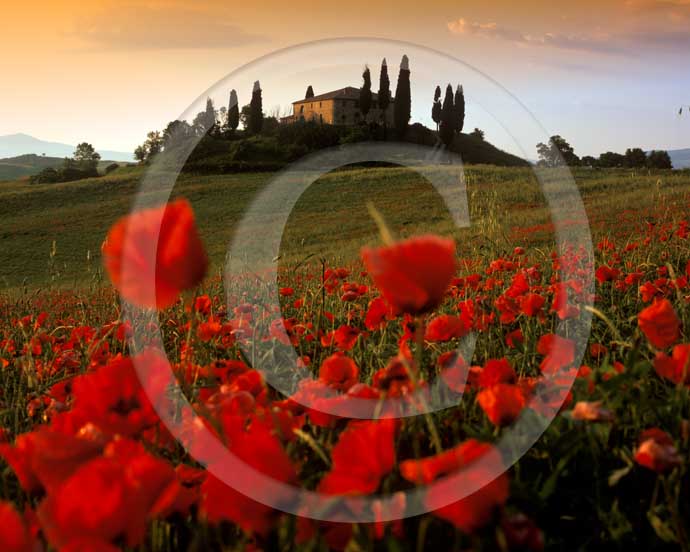 2001 - Landscapes on sunrise of farm, cipress and red poppies in spring, near S.Quirico village, Orcia valley, 21 miles south the province of Siena. <BR>