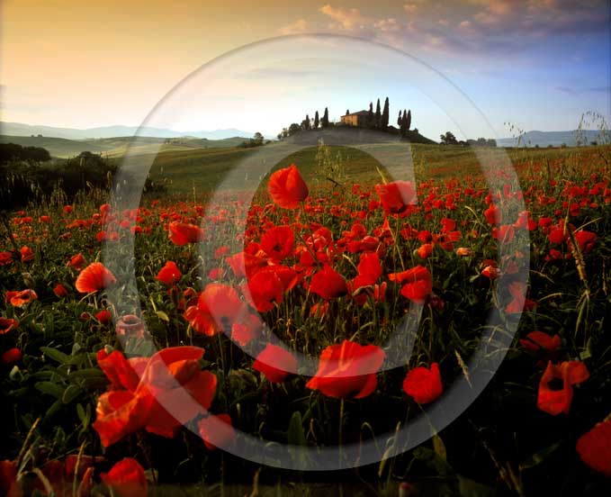 2001 - Landscapes on sunrise of farm, cipress and red poppies in spring, near S.Quirico village, Orcia valley, 21 miles south the province of Siena. 