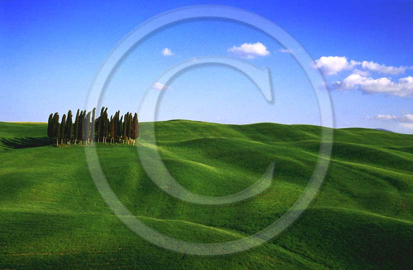 2000 - Landscapes of cipress and field of bead in spring, near S. Quirico village, Orcia valley, 15 miles south the province of Siena.