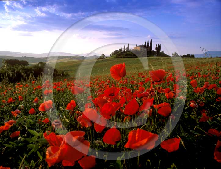 2001 - Landscapes on early morning of farm, cipress and red poppies in spring, near S.Quirico village, Orcia valley, 21 miles south the province of Siena. 