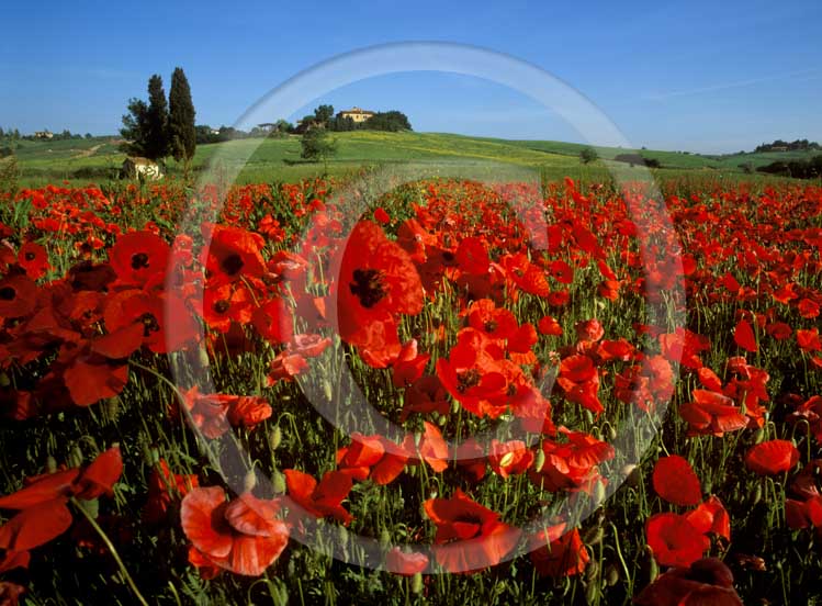 2001 - View of field of red poppies in spring, near S.Rocco a Pilli village, Merse valley, 14 miles south the province of Siena