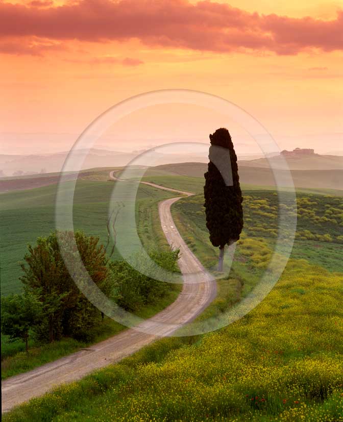  2003 - Landscapes of cipress with fog and colsa yellow flower on sunrise in spring, near Ville di Corsano village, 4 miles east the province of Siena. 