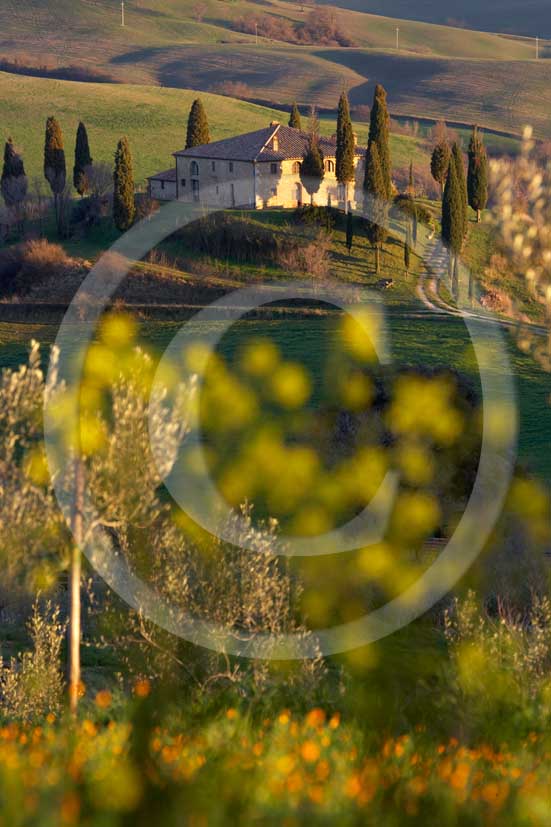 2007 - Landscapes of farm and cipress with yellow colsa flower in late afternoon on spring, near S.Quirico village, Orcia valley, 15 miles south province of Siena.