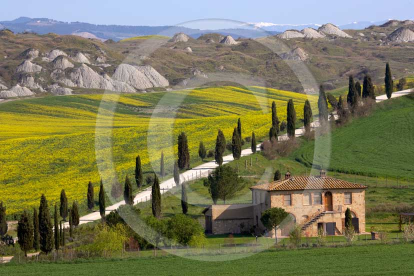 2007 - Landscapes of farm and cipress line with yellow colsa flower in spring, Leonina place, near Taverne Arbia village, Crete Senesi land, 8 miles south province of Siena. 