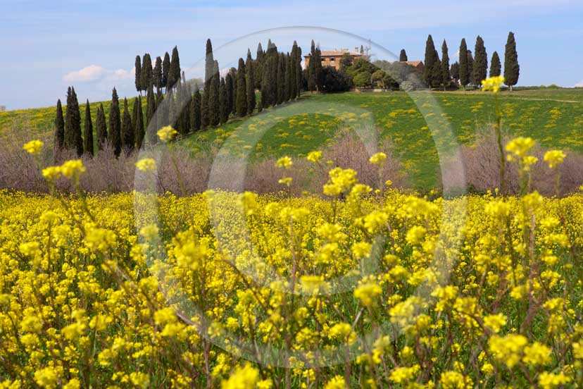 2007 - Landscapes of farm and cipress line with yellow colsa flower in spring, Poggio Manzuoli place, near S.Quirico village, Orcia valley, 15 miles south province of Siena. 