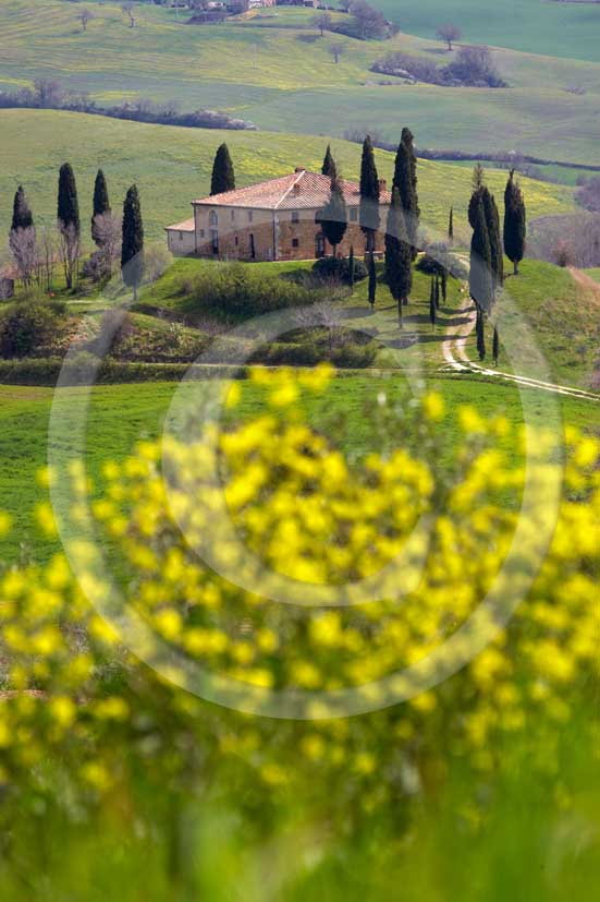 2007 - Landscapes of farm and cipress with yellow colsa flower in spring, near S.Quirico village, Orcia valley, 15 miles south province of Siena.