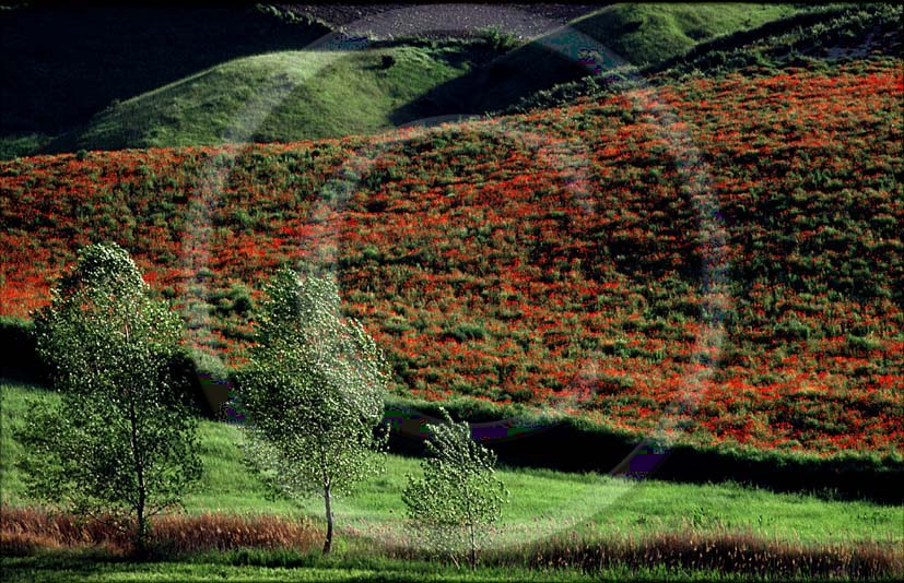 1991 - Landscapes of field of red poppi in spring, Orcia valley, 30 miles est the province of Siena.