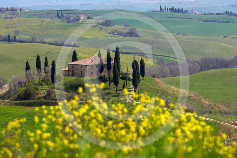 2007 - Landscapes of farm and cipress with yellow colsa flower in spring, near S.Quirico village, Orcia valley, 15 miles south province of Siena.