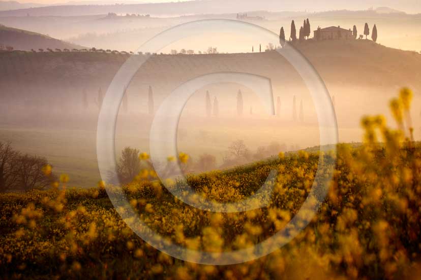 2007 - Landscapes of farm and cipress with yellow colsa flower with fog on sunrise in spring, near S.Quirico village, Orcia valley, 15 miles south province of Siena.