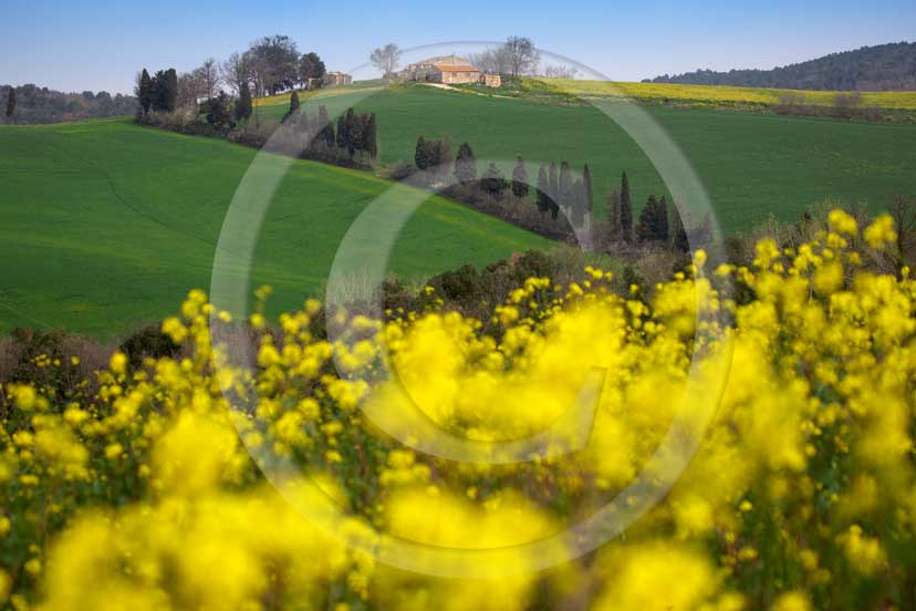 2007 - Landscapes of farm witg cipress line with yellow colsa flower in spring, near Volterra village, Era valley, 25 miles south province of Pisa.