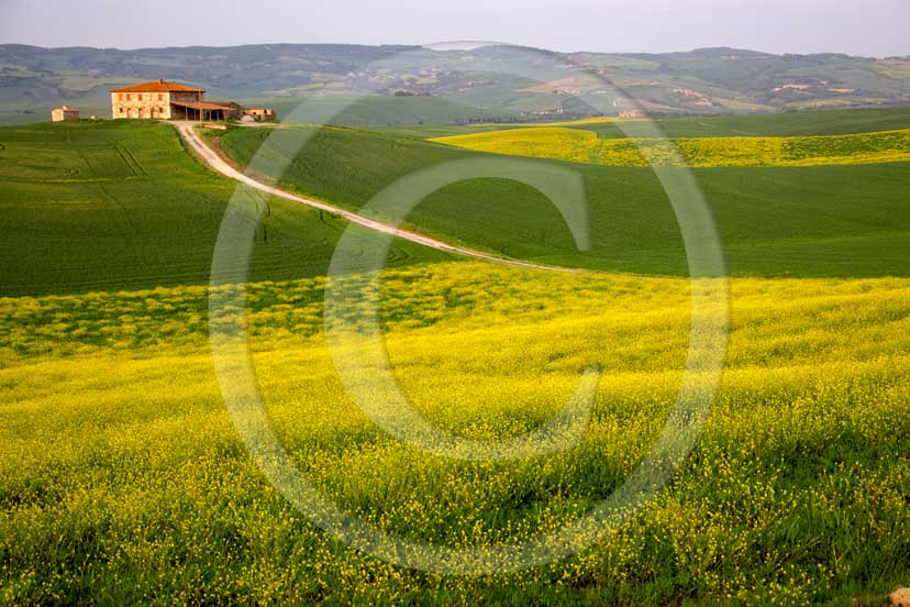 2007 - Landscapes and farm in green field of bead with yellow colsa flower in spring, near Gallina village, Orcia valley, 30 miles south province of Siena.
