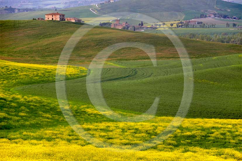 2007 - Landscapes and farm in green field of bead with yellow colsa flower in spring, near Gallina village, Orcia valley, 30 miles south province of Siena.