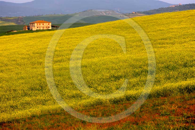 2007 - Landscapes and farm in green field of bead with yellow colsa flower in spring, near Gallina village, Orcia valley, 30 miles south province of Siena.