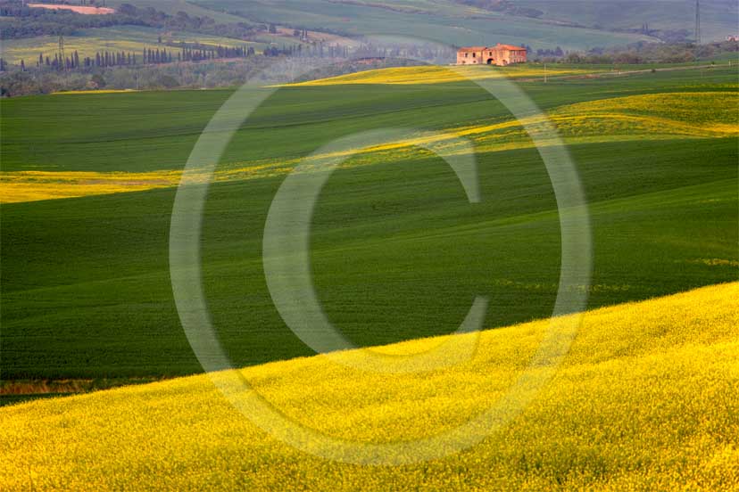 2007 - Landscapes and farm in green field of bead with yellow colsa flower in spring, near Gallina village, Orcia valley, 30 miles south province of Siena.