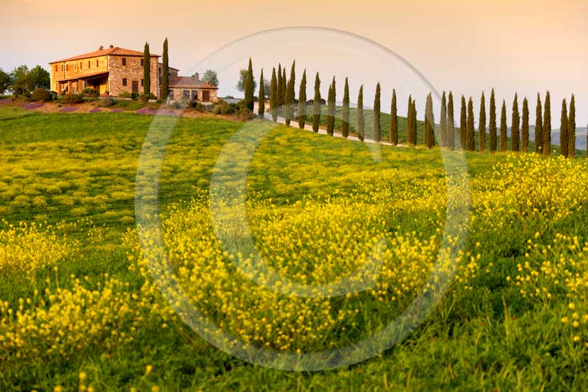 2007 - Landscapes of farm and cipress line with yellow colsa flower on sunset in spring, near Gallina village, Orcia valley, 30 miles south province of Siena.