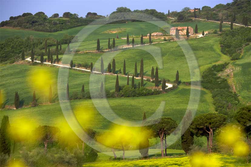 
<DIV>2007 - Landscapes with farm and cipress line in green field of bead with yellow colsa flower in spring, near La Foce place, Orcia valley, 35 miles south province of Siena.</DIV>