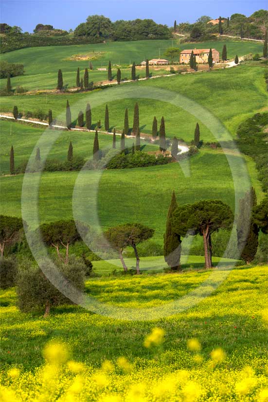 
<DIV>2007 - Landscapes with farm and cipress line in green field of bead with yellow colsa flower in spring, near La Foce place, Orcia valley, 35 miles south province of Siena.</DIV>