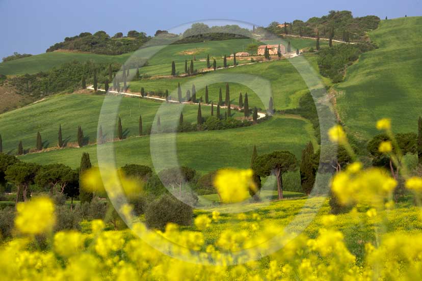 
<DIV>2007 - Landscapes with farm and cipress line in green field of bead with yellow colsa flower in spring, near La Foce place, Orcia valley, 35 miles south province of Siena.</DIV>