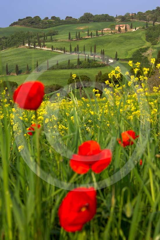
<DIV>2007 - Landscapes with farm and cipress line in green field of bead with yellow colsa flower and red poppies in spring, near La Foce place, Orcia valley, 35 miles south province of Siena.</DIV>