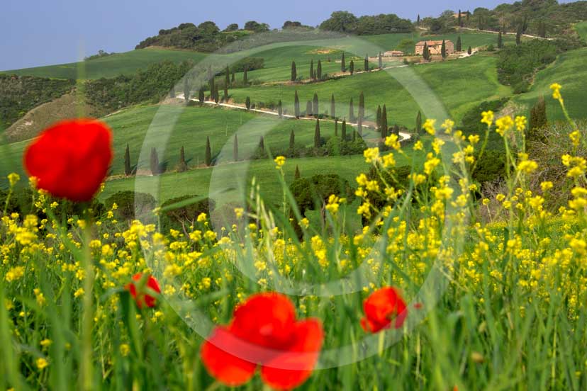 
<DIV>2007 - Landscapes with farm and cipress line in green field of bead with yellow colsa flower and red poppies in spring, near La Foce place, Orcia valley, 35 miles south province of Siena.</DIV>