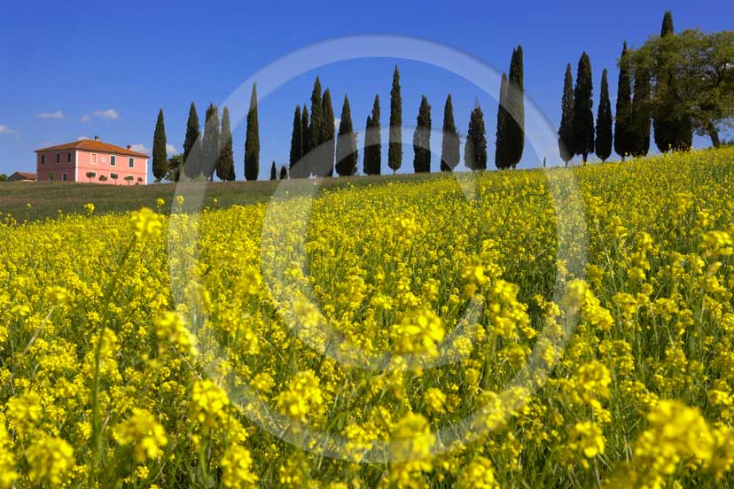 
<DIV>2007 - Landscapes with farm and cipress line with yellow colsa in blue sky on spring, near S.Quirico medieval village, Orcia valley, 20 miles south province of Siena.</DIV>