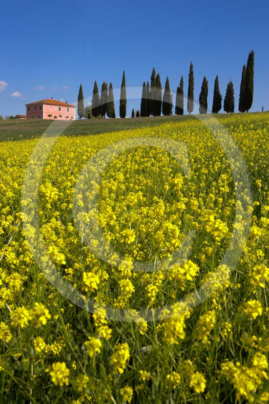 
<DIV>2007 - Landscapes with farm and cipress line with yellow colsa in blue sky on spring, near S.Quirico medieval village, Orcia valley, 20 miles south province of Siena.</DIV>