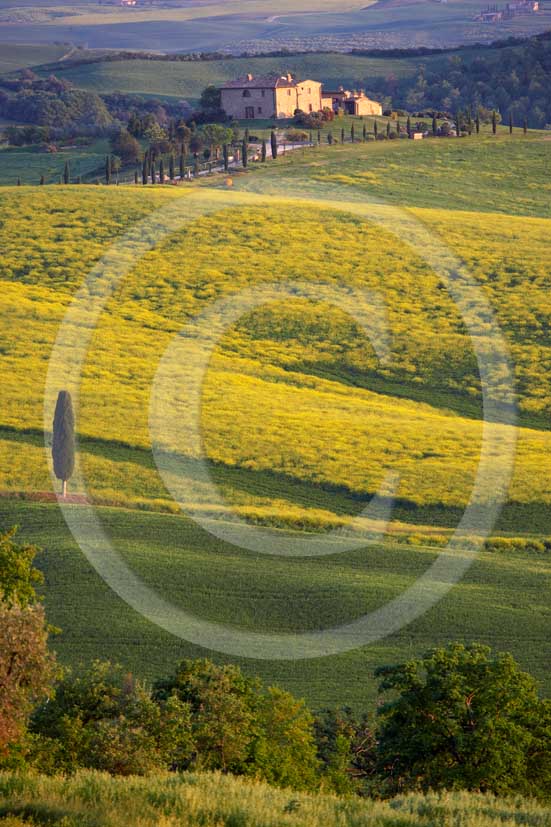 2007 - Landscapes of field of bead with yellow colsa flower and farm in spring, Terrapile place, Orcia Valley, near Pienza village, 26 miles south the province of Siena.