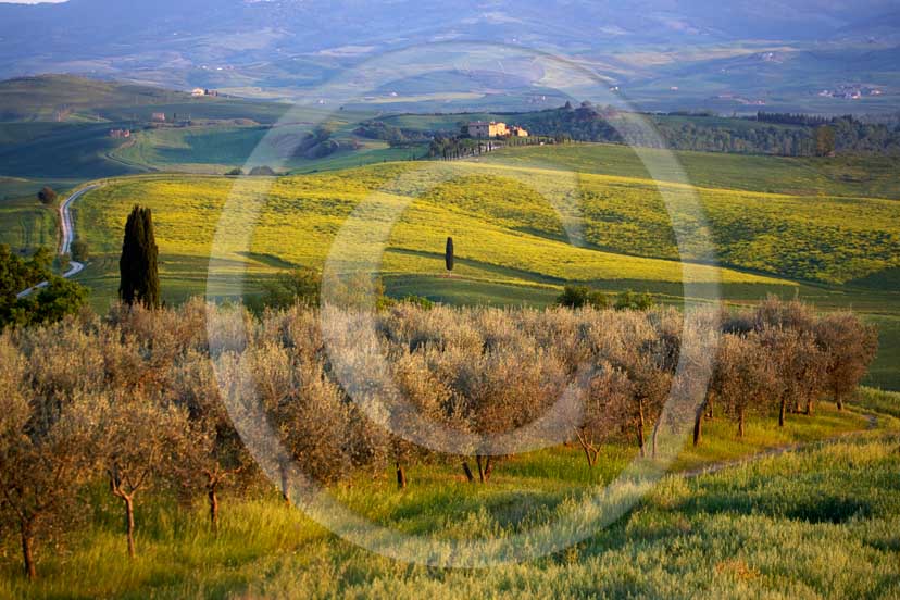 2007 - Landscapes  with yellow colsa flower, olives and farm in spring, Terrapile place, Orcia Valley, near Pienza village, 26 miles south the province of Siena.