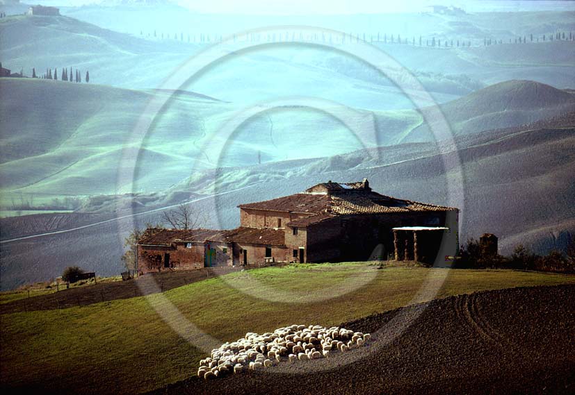 1985 - Landscapes of  farm and sheeps in autumn, near Taverne d'Arbia village, Arbia land, 8 miles south the province of Siena.