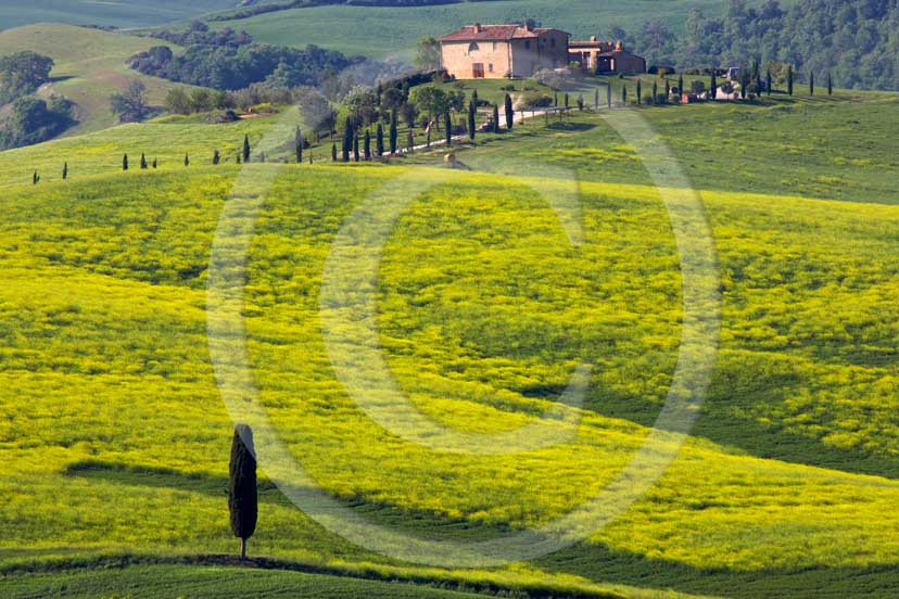 2007 - Landscapes of field of bead with yellow colsa flower, cipress and farm in spring, Terrapile place, Orcia Valley, near Pienza village, 26 miles south the province of Siena.