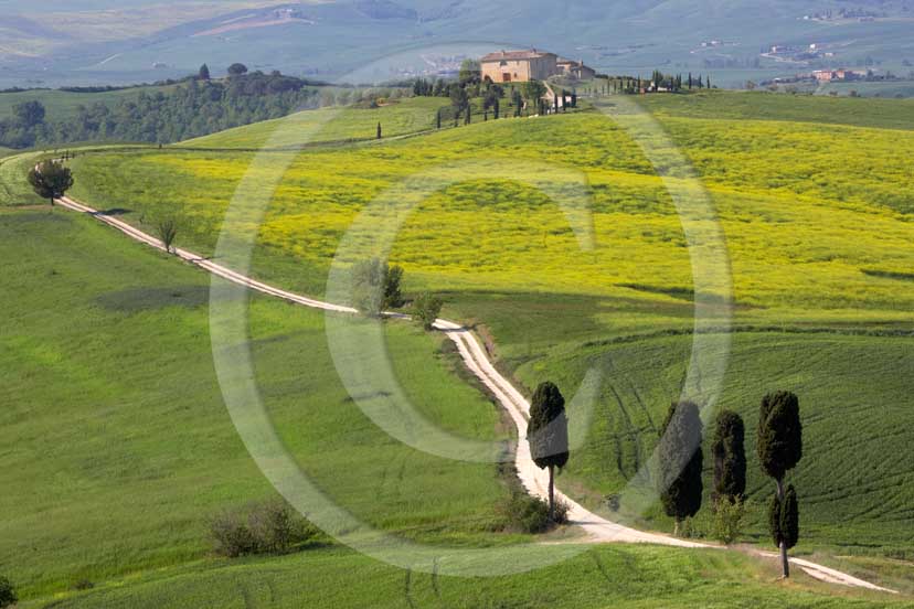 2007 - Landscapes of field of bead with yellow colsa flower, cipress and farm in spring, Terrapile place, Orcia Valley, near Pienza village, 26 miles south the province of Siena.
