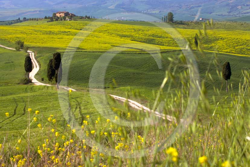 2007 - Landscapes of field of bead with yellow colsa flower, cipress and farm in spring, Terrapile place, Orcia Valley, near Pienza village, 26 miles south the province of Siena.