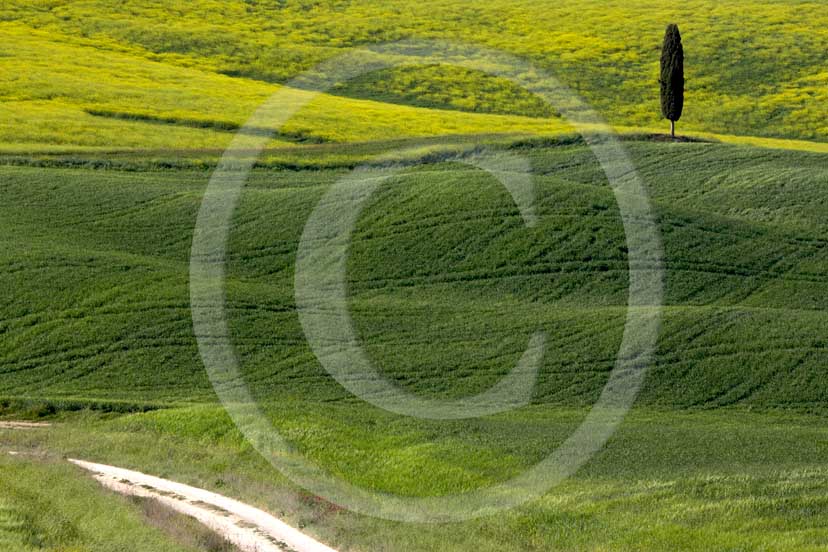 2007 - Landscapes of field of bead with yellow colsa flower and cipress in spring, Terrapile place, Orcia Valley, near Pienza village, 26 miles south the province of Siena.