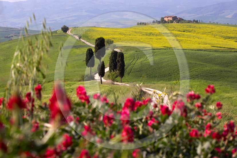 2007 - Landscapes of field of bead with yellow colsa and red sulla flower, cipress and farm in spring, Terrapile place, Orcia Valley, near Pienza village, 26 miles south the province of Siena.