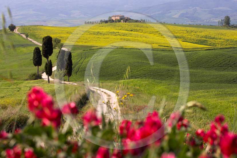 2007 - Landscapes of field of bead with yellow colsa and red sulla flower, cipress and farm in spring, Terrapile place, Orcia Valley, near Pienza village, 26 miles south the province 