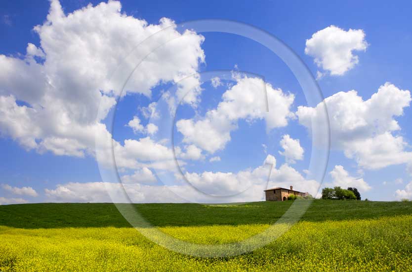 2007 - Landscapes of field of bead with farm in yellow colsa flower and white clouds in blue sky on spring, Orcia Valley, near Pienza village, 26 miles south the province.