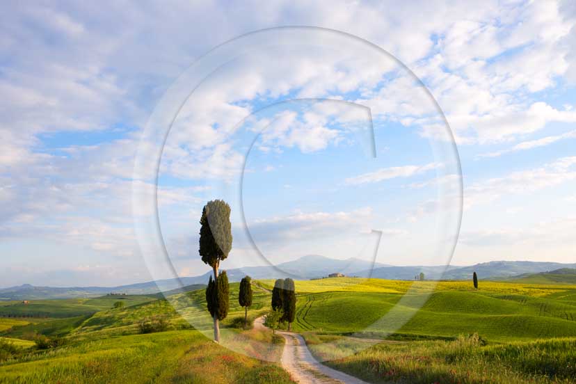 2007 - Landscapes of field of bead with yellow colsa flower and cipress in spring, Terrapile place, Orcia Valley, near Pienza village, 26 miles south the province of Siena.