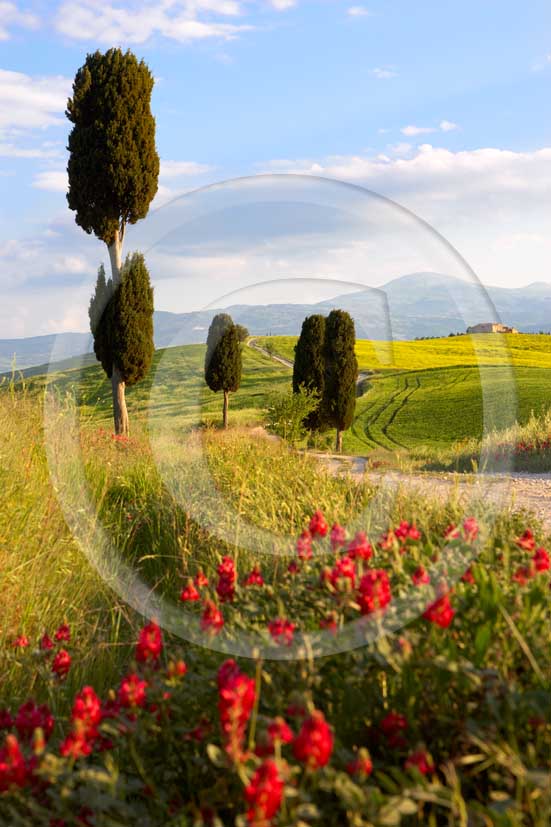 
<P>2007 - Landscapes of field of bead with yellow colsa and red sulla flower, cipress and farm in spring, Terrapile place, Orcia Valley, near Pienza village, 26 miles south the province.</P>