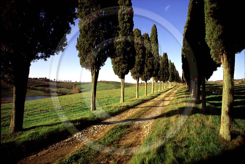 1986 - Landscapes of cipress line in spring, near Monteriggioni village, Chianti land,15 miles north the province of Siena.