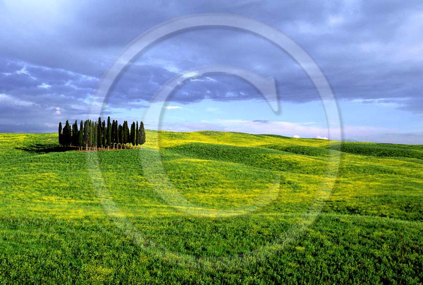 2004 - Landscapes of cipress in field of Colsa yellow flower in spring, near S.Quirico village, Orcia valley, 15 miles south the province of Siena.