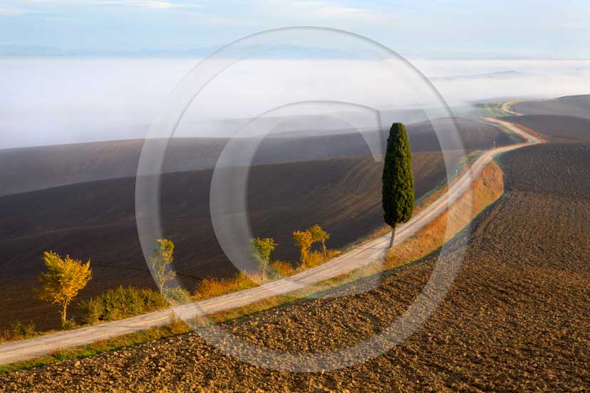 2007 - Landscapes of cipress with fog on sunrise in autumn, near Ville di Corsano place, 14 miles east province of Siena. 