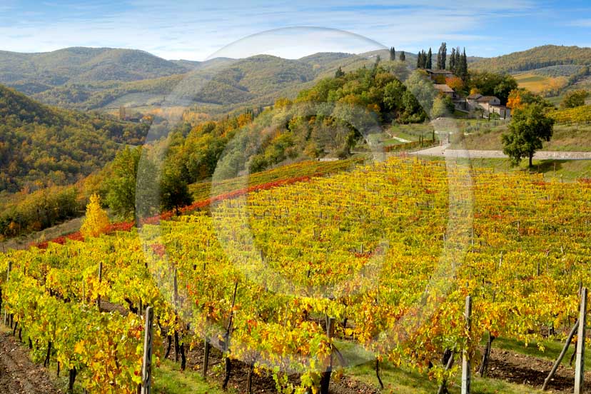 2007 - Landscapes of yellow and red vineyards with farm in autumn on early morning, near Panzano, Chianti valley, 23 miles south the province of Florence. 